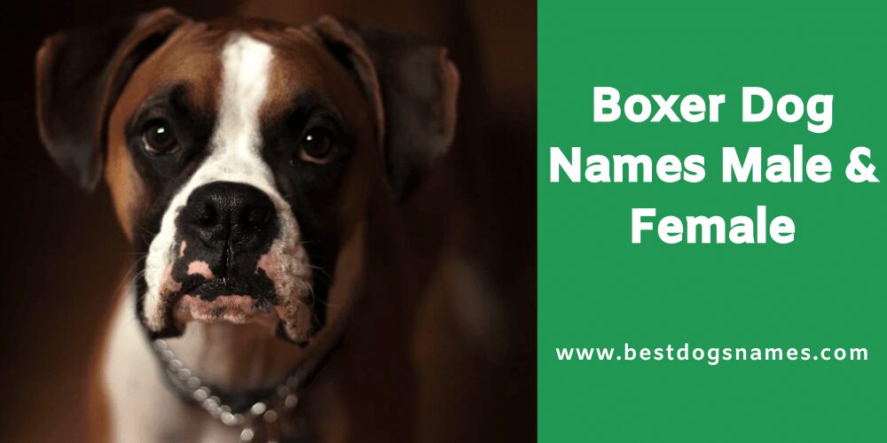 female boxer dog names