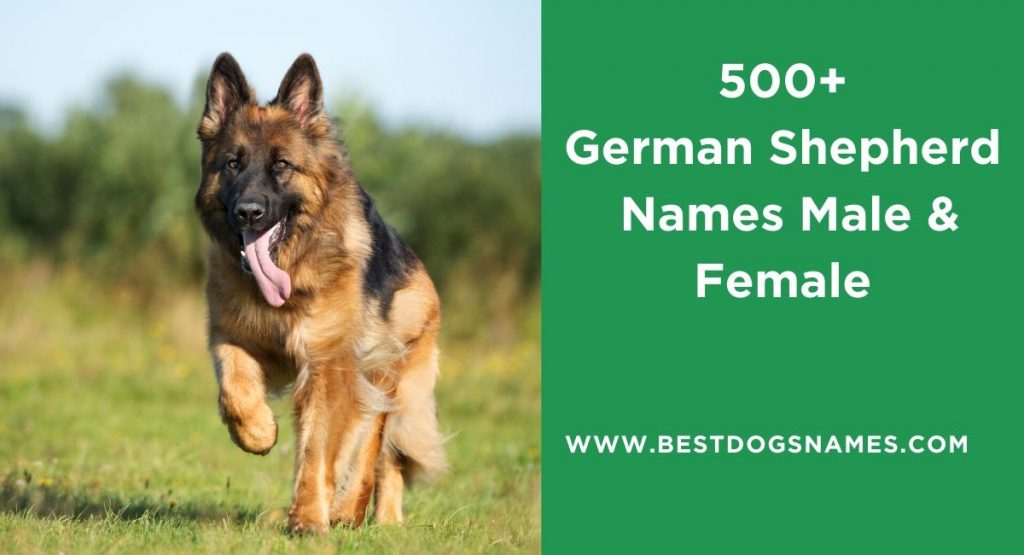 unique girl german shepherd names