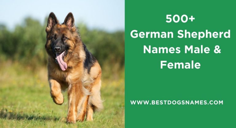 500+ Most Popular German Dog Names - Ultimate List of 2023