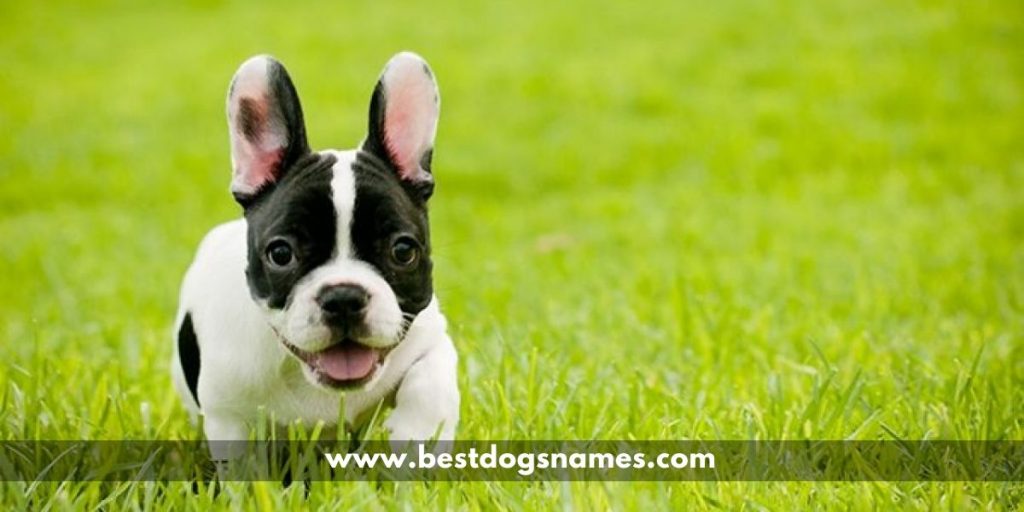 500+ Most Popular Male and Female French Bulldog Dog Names ...