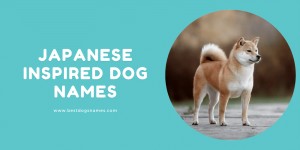 500+ Unique Japanese Dog Names with Meanings in 2022
